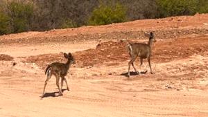 Relacionada whatsapp-image-2026-04-18-at-133437-1.jpg