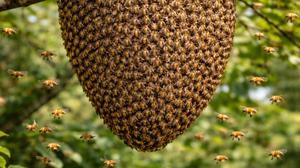 Relacionada abejas.jpg