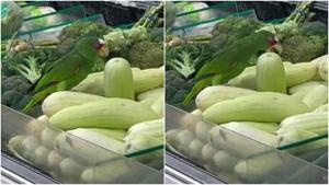 Relacionada fotojet.jpg