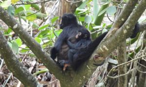 Relacionada monoarana.jpg