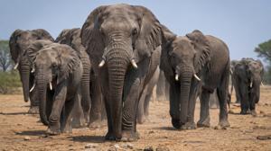 manada-elefantes.jpg