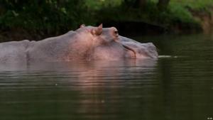 Relacionada hipopotamos.jpg