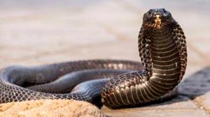 Relacionada aa02eb_d8e88a34e9b5454b88139894a0523177mv2.jpg