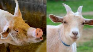 Relacionada cerdos-cabras.jpg