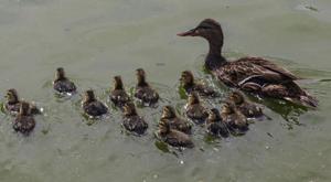 Relacionada nacen-14-patos-mexicanos-en-el-parque-central.jpg