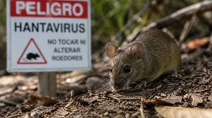 hantavirus.jpg