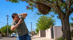 Relacionada ataque-abejas.jpg