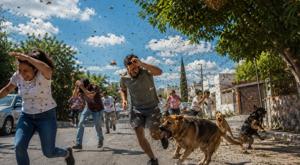 Relacionada ataque-abejas-2.jpg