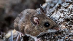 Relacionada hantavirus.jpg