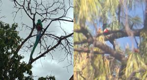 Relacionada aves-chihuahua.jpg