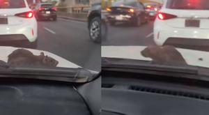 Relacionada captaron-enorme-rata-saliendo-de-auto-en-pleno-trafico.jpg