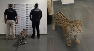Relacionada jaguar-1.jpg