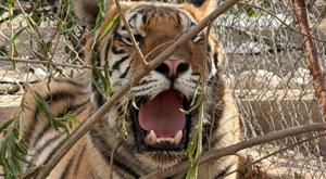 Relacionada tigre4.jpg
