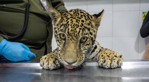 jaguar.jpg