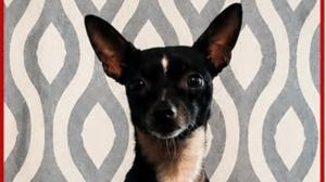 Relacionada perro.jpg