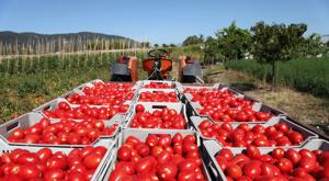 tomate-produccion.jpg