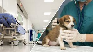Relacionada uach-hospital-veterinaria.jpg