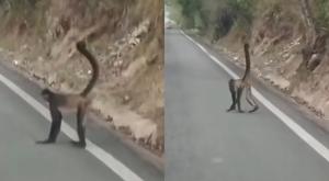 Relacionada mono.jpg