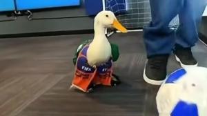 Relacionada pato.jpg