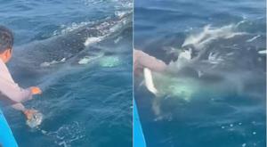 Relacionada tiburon-ballena.jpg