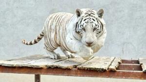 Relacionada tigre-kenzo.jpg