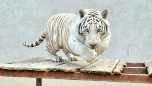 Relacionada principal_tigre-kenzo.jpg