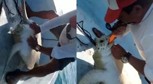 tortuga.jpg