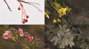 Relacionada plantas-casa-chihuahua.jpg