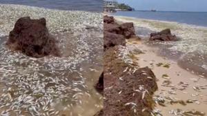 Relacionada peces.jpg