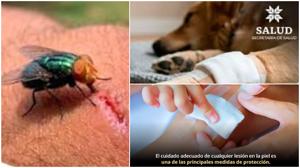 Relacionada barrenador.jpg