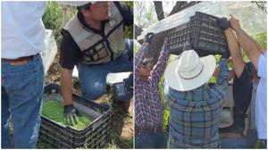 Relacionada mosca-esteril-valle-de-allende.jpg