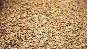 Relacionada grano-de-avena.jpg