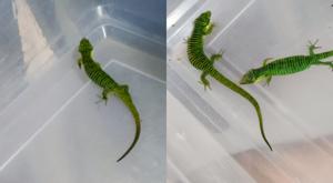 Relacionada dragoncitos.jpg