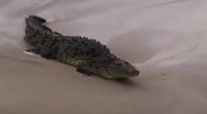Relacionada cocodrilo.jpg