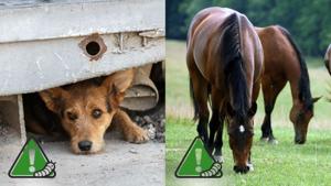 Relacionada perros-caballos-gbg.jpg