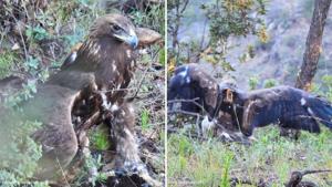 Relacionada aguila-real-chihuahua.jpg