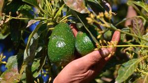 Relacionada aguacate.jpg