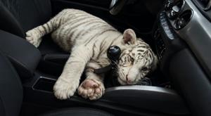 Relacionada cachorra-de-tigre-de-bengala-blanco.jpg