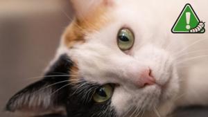 Relacionada gato-barrenador.jpg