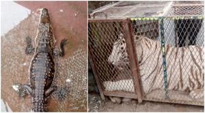Relacionada profepa-juarez-cocodrilo-tigre.jpg