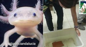 Relacionada andalucia-ajolotes-policia.jpg