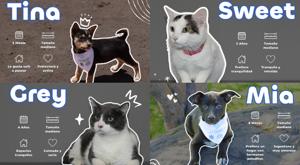 Relacionada tramite-adoptar-mascotas-coordinacion-de-medio-ambiente-y-proteccion-animal.jpg