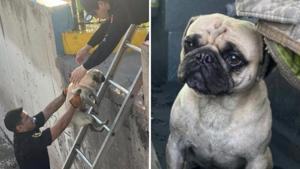 Relacionada pug.jpg