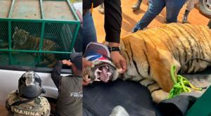 Relacionada tigres-de-bengala.jpg