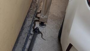 Relacionada serpiente.jpg