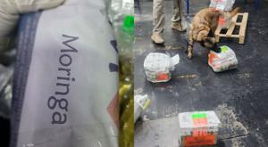 Relacionada detectaron-hojas-coca-oculta-bolsas-moringa-aicm.jpg