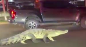 Relacionada cocodrilo-enorme-paseo-calle-puerto-vallarta.jpg