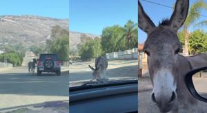 burro-monto-reten-calles-california-detuvo-conductores.jpg