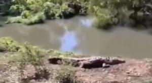 Relacionada cocodrilo-puebla-baltazar-cocodrilo-de-pantano-laguna-de-san-baltazar.jpg