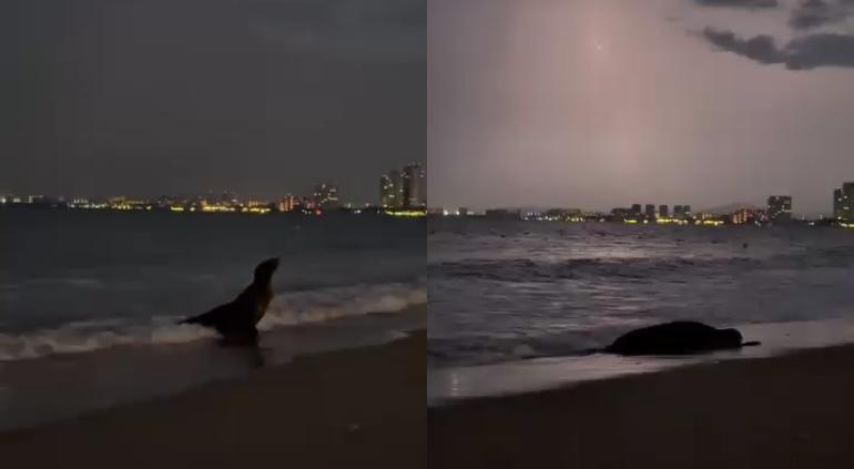 Estaba perdido? Captaron a león marino en Puerto Vallarta🎦